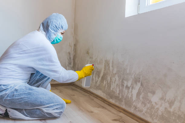 Licensed Mold Remediation service in Rockton, IL - WQB Mold Removal